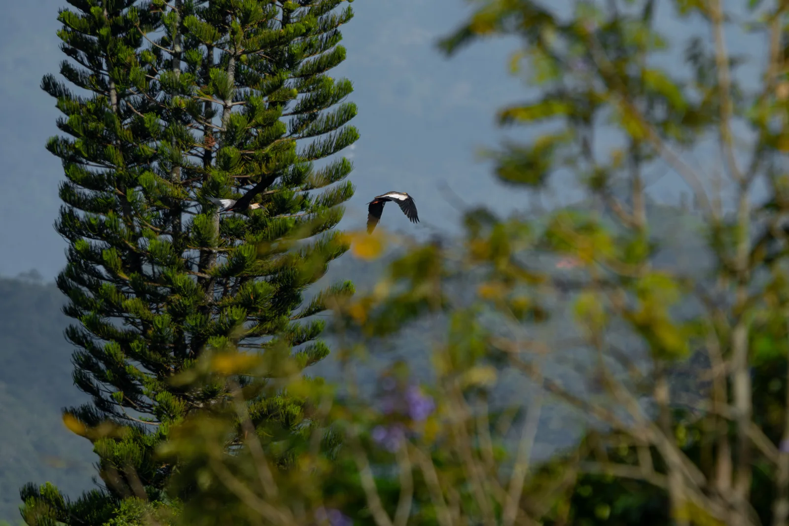 Árboles y aves del entorno