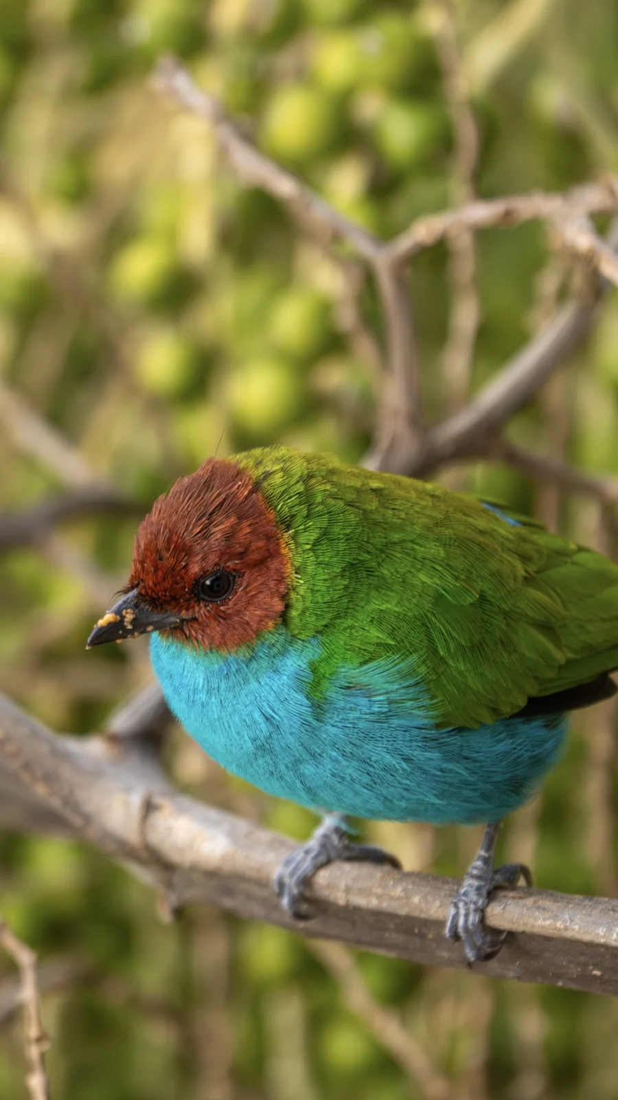 Los colores de nuestra naturaleza