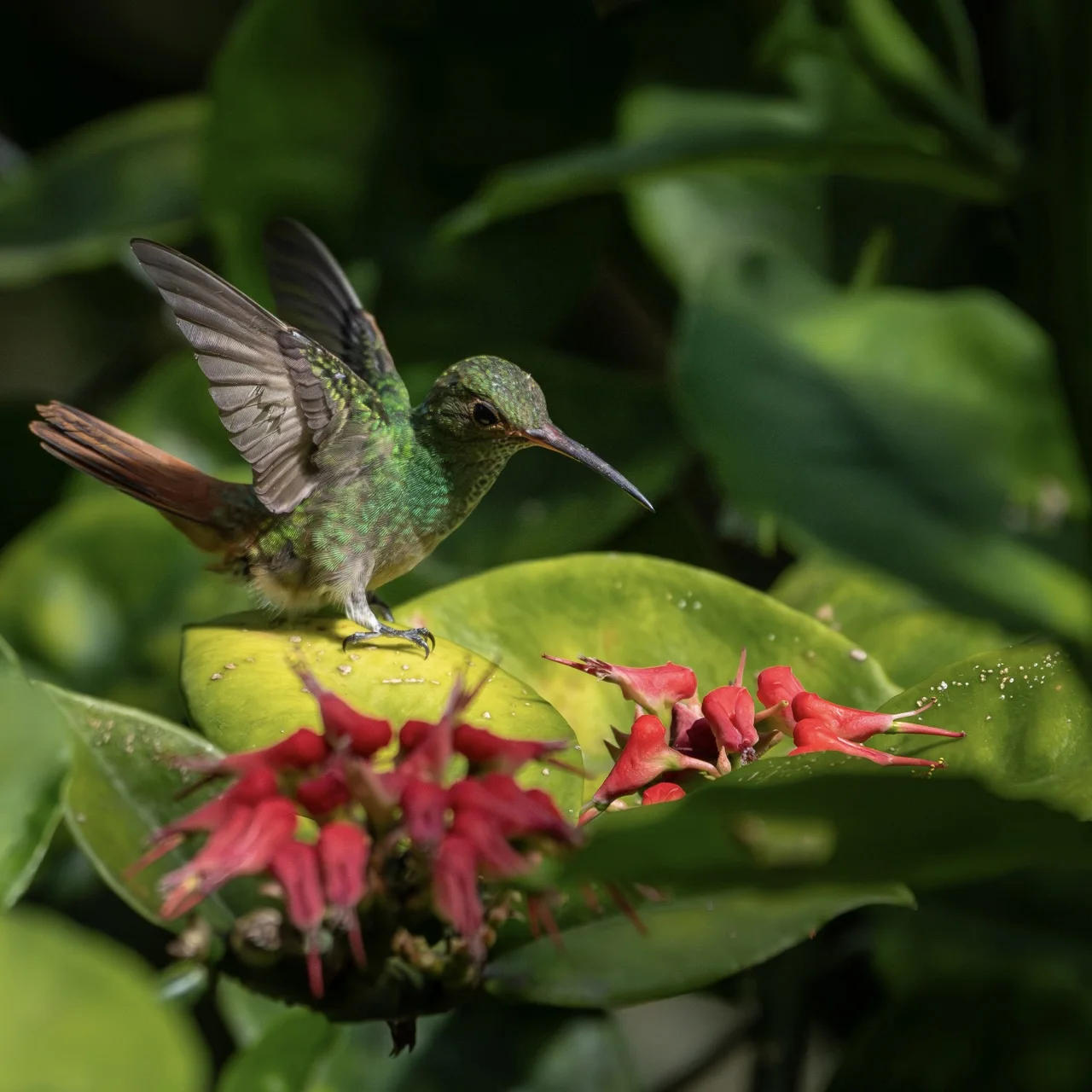 Un colibrí entre las flores